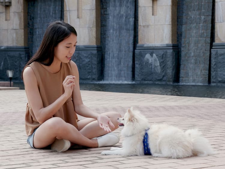 Expert-Backed Step-By-Step Guide to Training Your Dog to Sit
