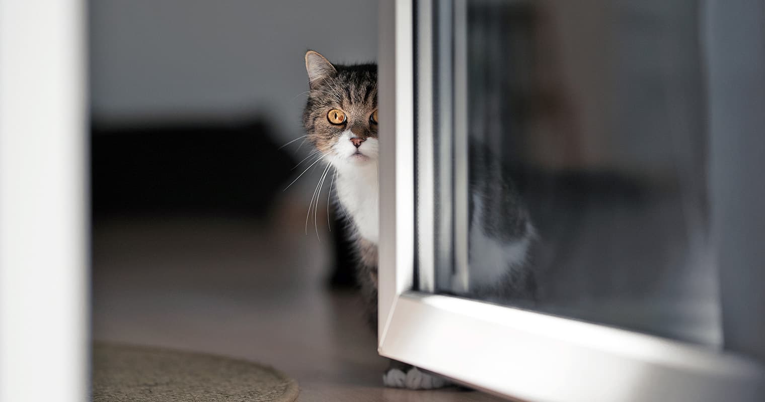 Why Do Cats Try to Run Away?