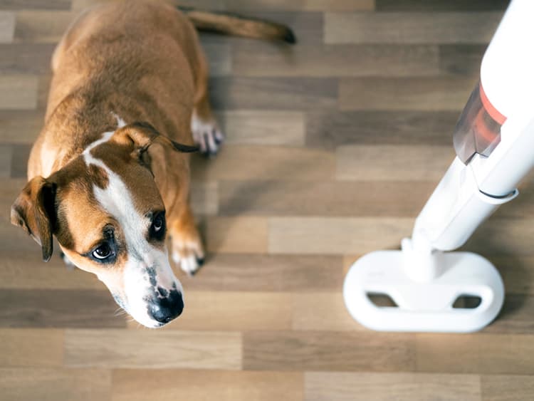 These Common Household Noises Are Super Stressful for Dogs, Study Finds