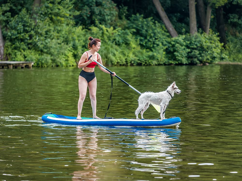 Go Paddleboarding With Your Dog