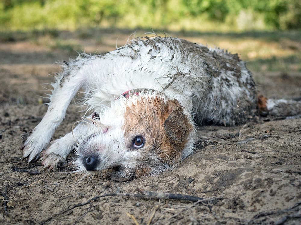 The Dirty Truth: Is It Actually Unsafe to Let Dogs Roll Around in Mud?