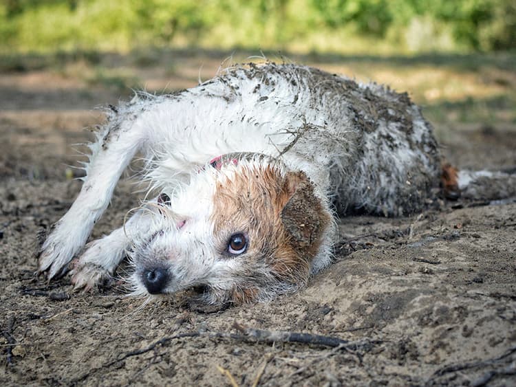 The Dirty Truth: Is It Actually Unsafe to Let Dogs Roll Around in Mud?