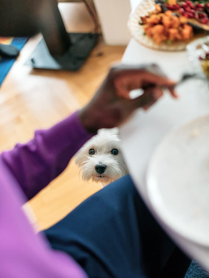 Complete List of Human Foods Your Puppy Can Eat (and What They Can’t)