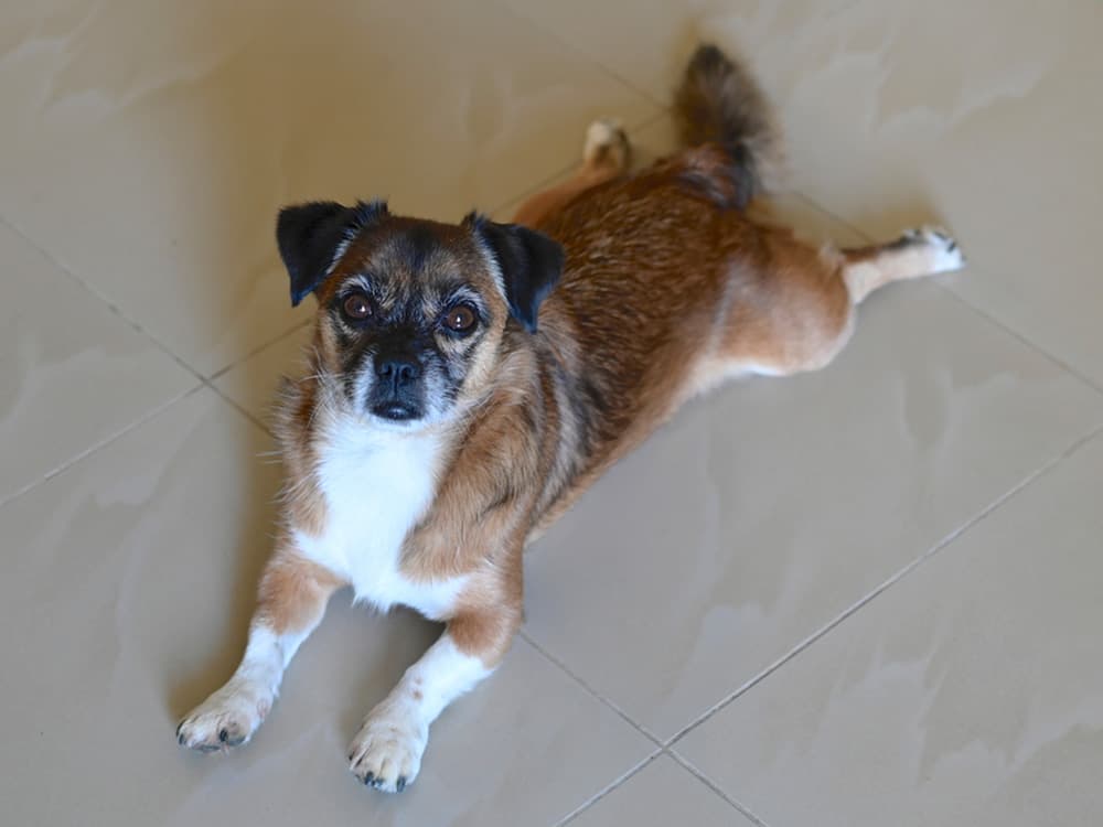 Corgi Pug mix