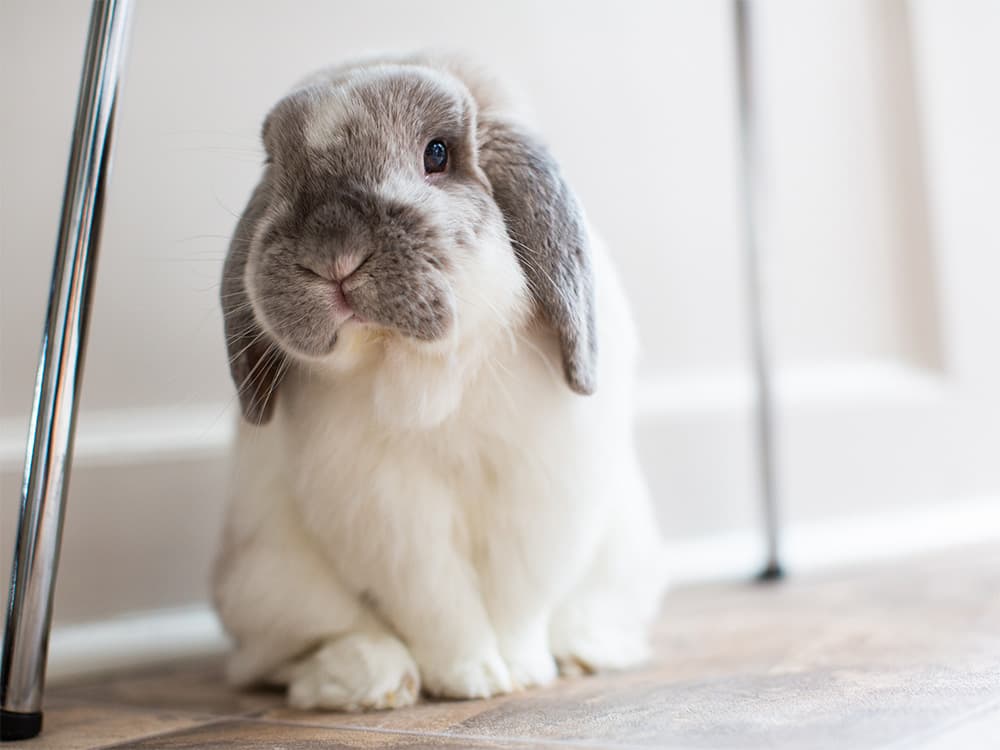 bunny hiding under chair