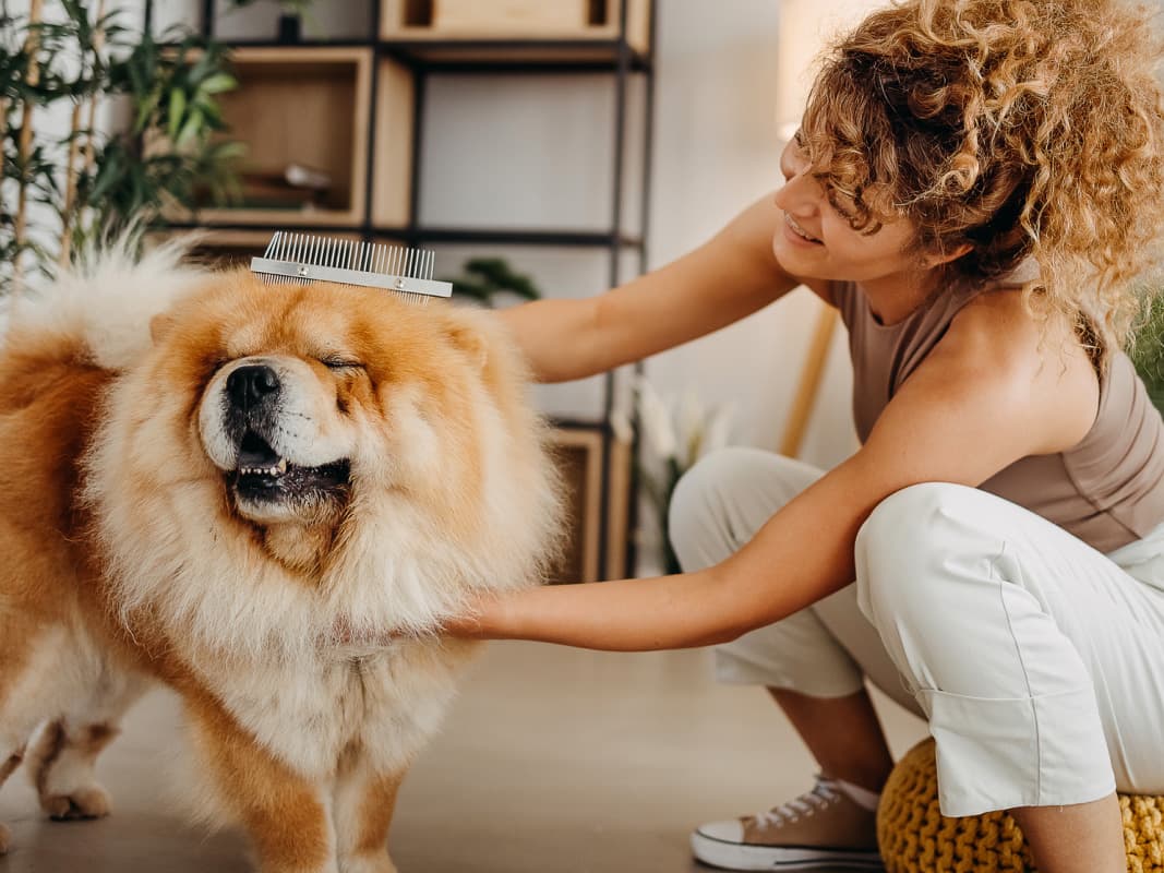 woman handling and grooming her fluffy pet dog