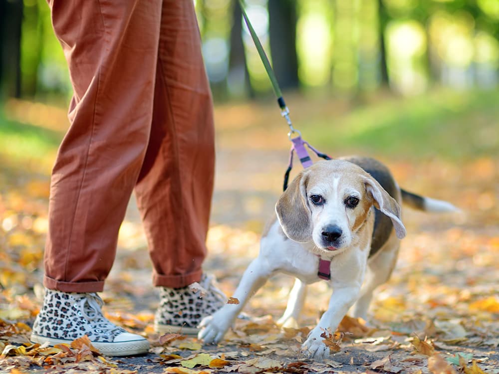 8 Things You Should Never Do With a Reactive Dog on a Walk