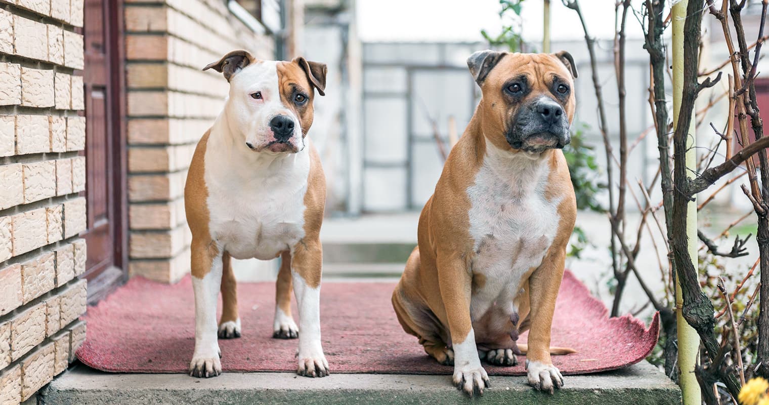 What’s the Difference Between an American Staffordshire Terrier and a Pit Bull?