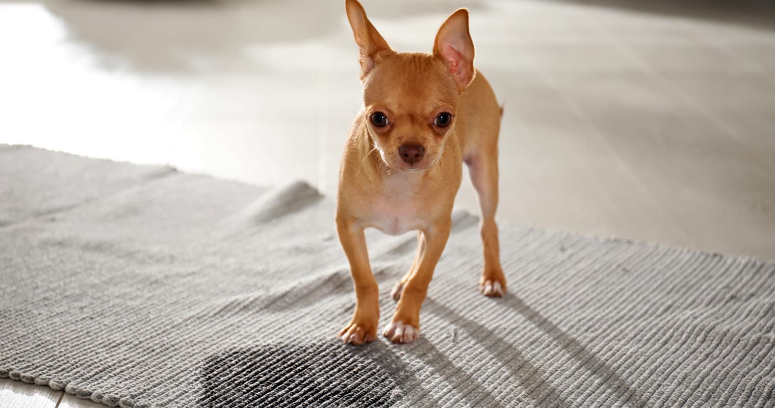 How Do I Stop My Dog From Peeing In The House?