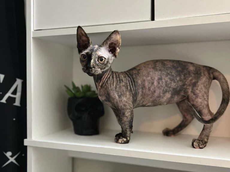 hairless Minskin