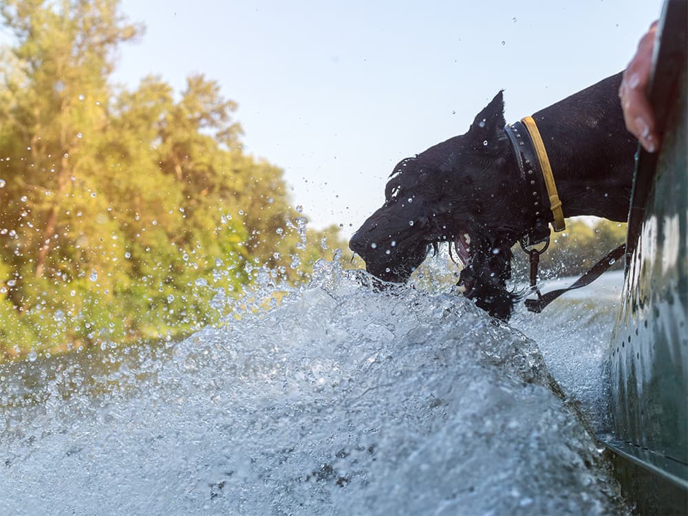 dog chomping water