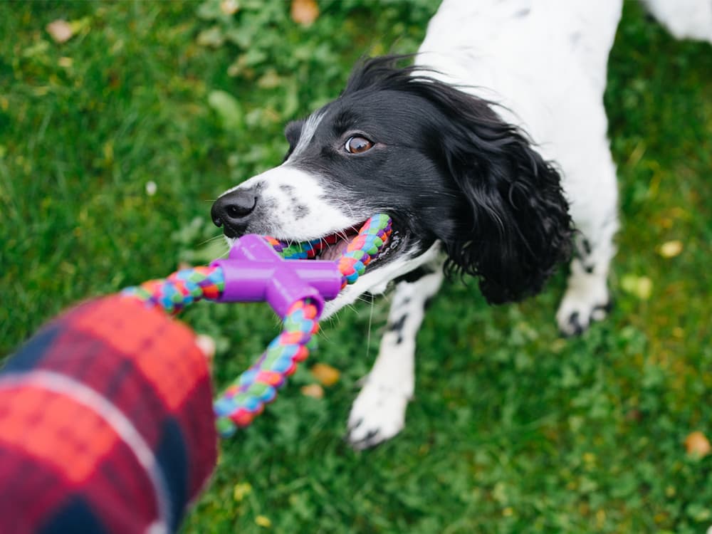 From above happy dog biting and pulling toy while playing with crop owner on lawn in park