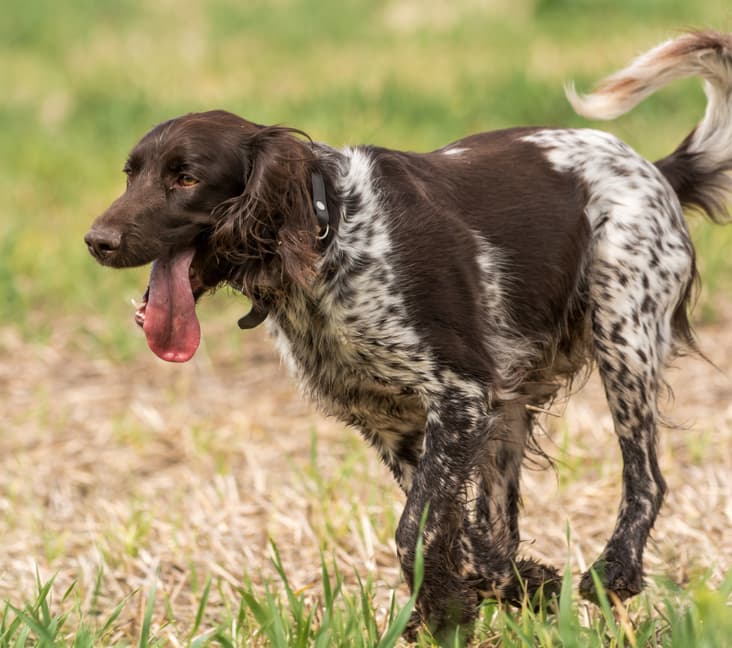 A purebred Munsterlander dog walking in the grass.