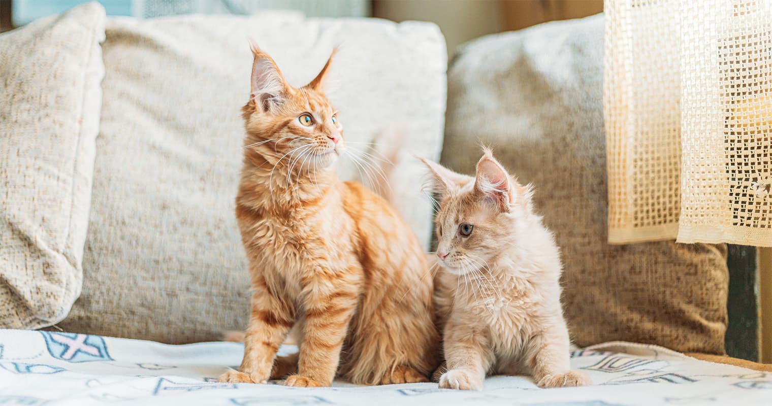 200+ Maine Coon Name Ideas for Your Gentle Giant