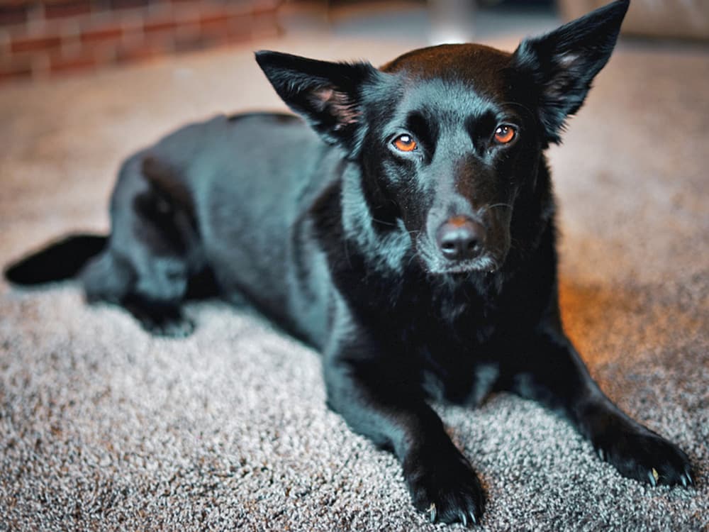 Labrador / corgi mix