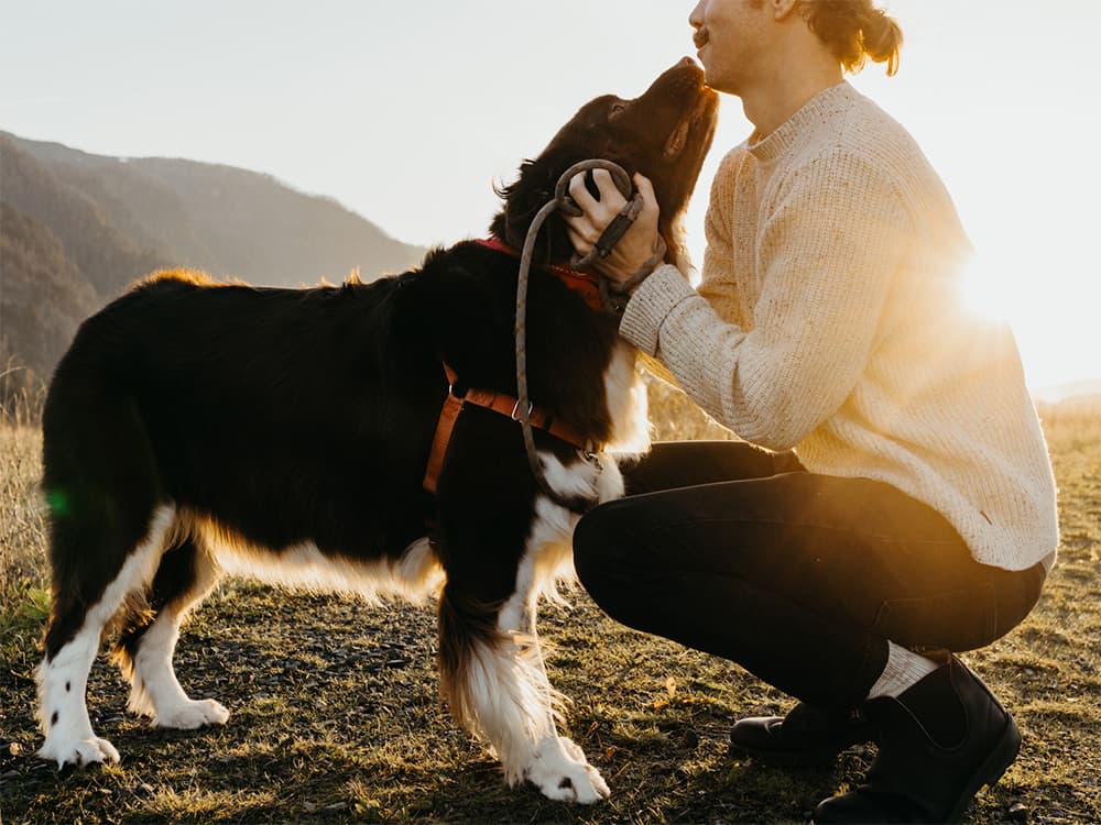 Shocker: Food Is Still the Best Way to Reinforce Your Dog’s Good Behavior