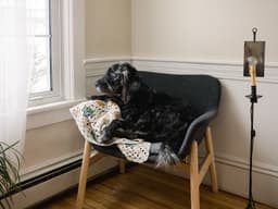 Celeb Dog Trainer Nicole Ellis on Getting Your Dog Used to Your Office Return