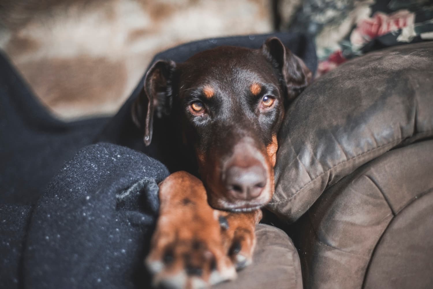 a brown dog under a blanket on a leather coach looking cold