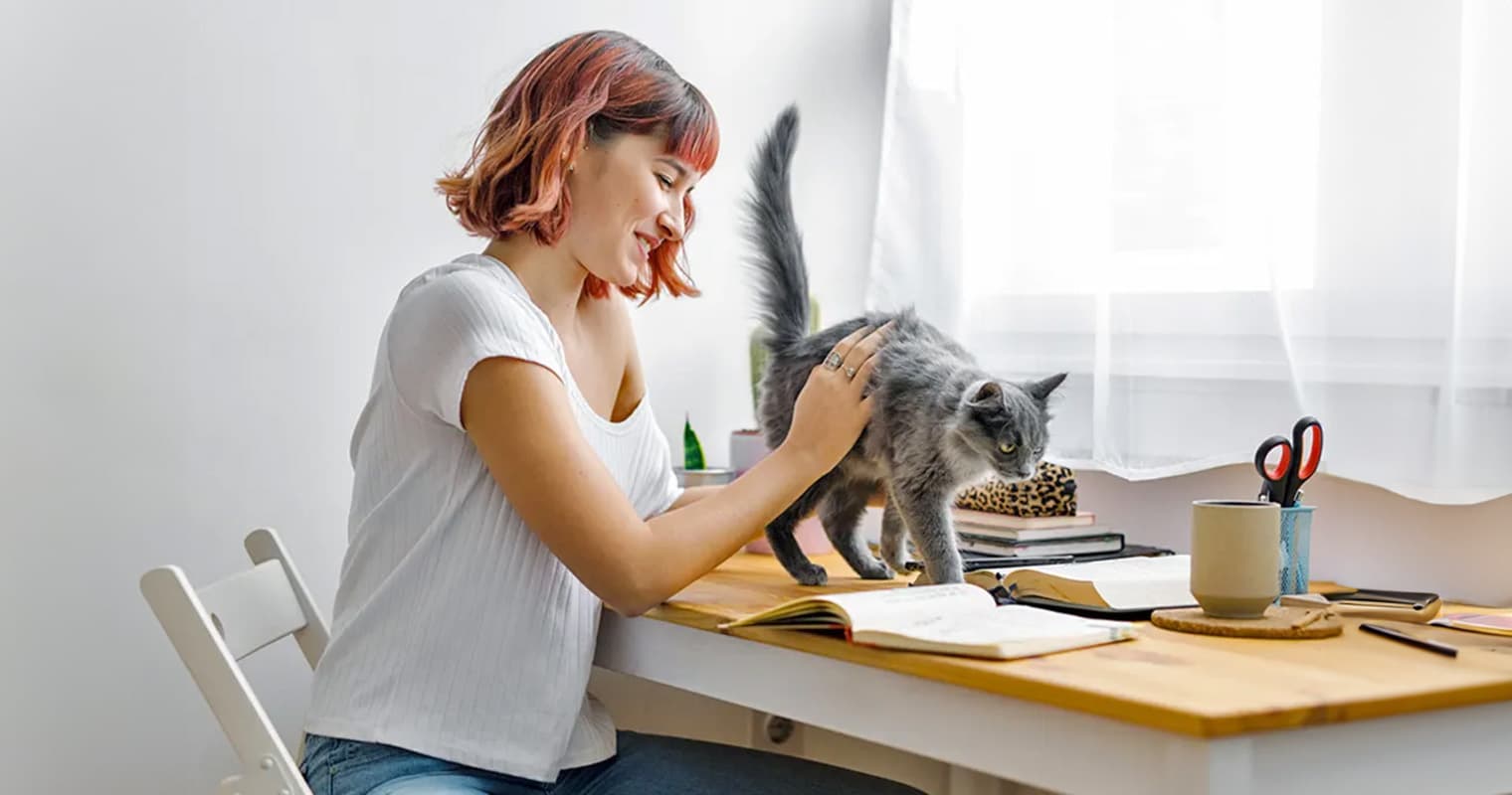 How to Introduce a Kitten to a New Home