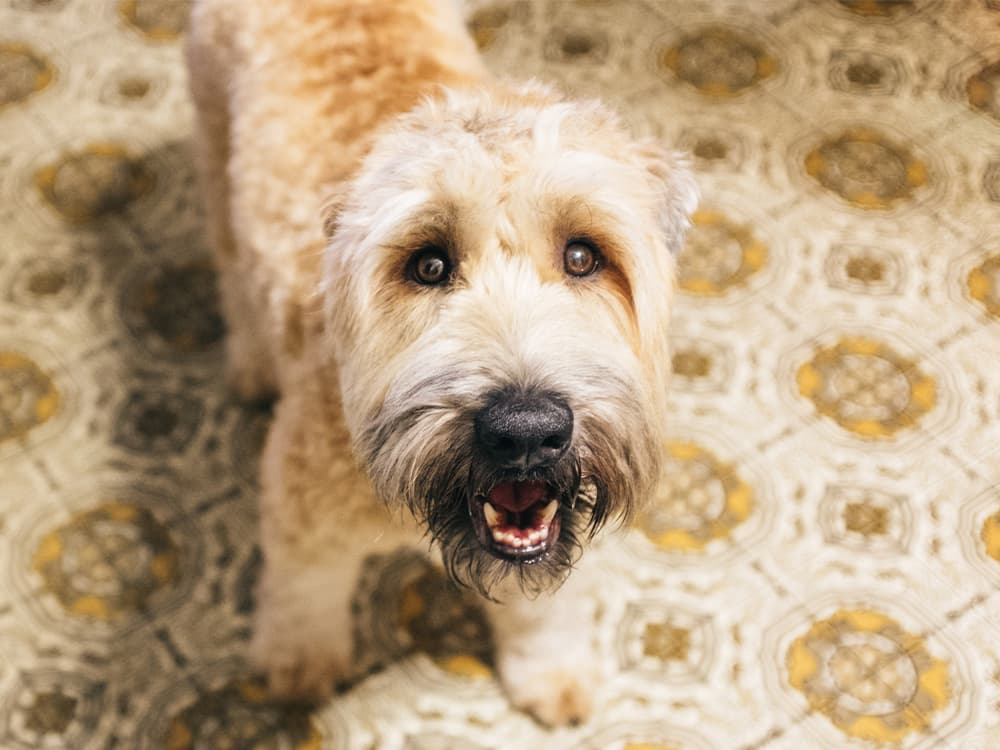 Wheaten Terrier