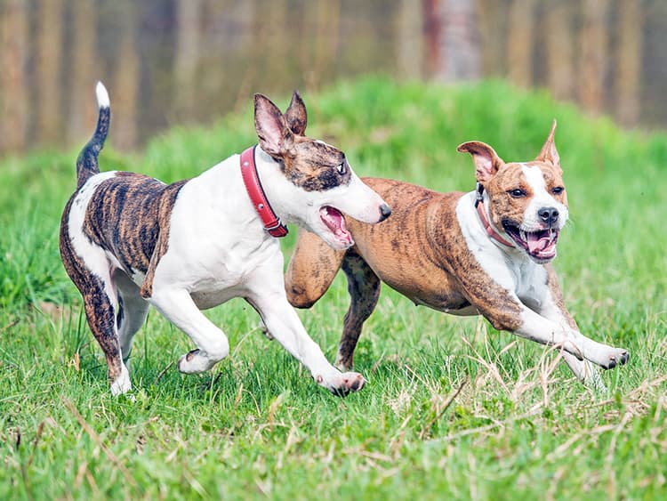 4 Signs Your Dog Would Like a Sibling
