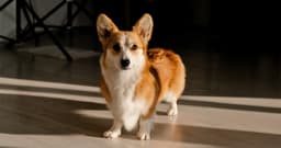 Why Do Dogs Pace at Night?