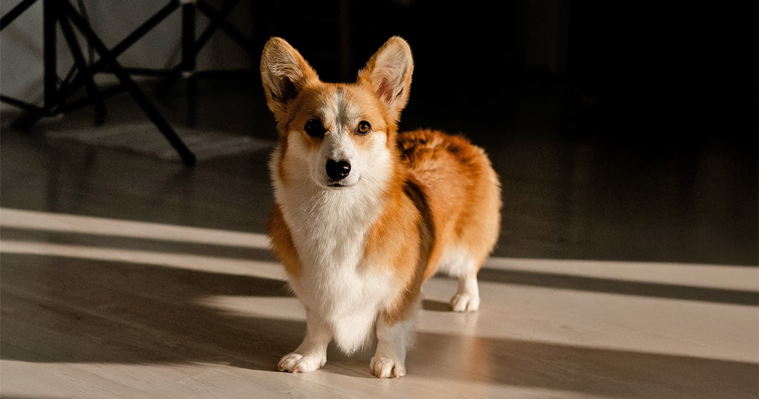 Why Do Dogs Pace at Night?