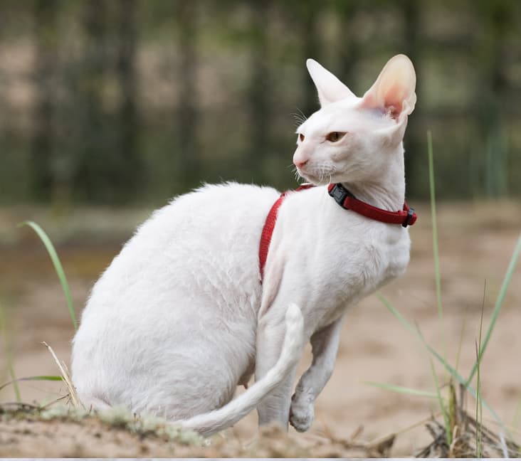 A Cornish Rex cat sitting outside.