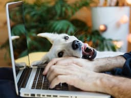 7 Important Papers You Should Always Keep on File For Your Pet