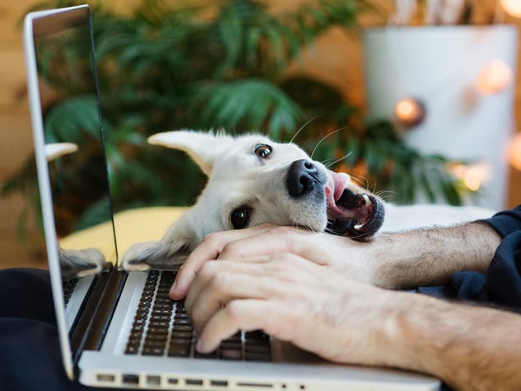 7 Important Papers You Should Always Keep on File For Your Pet