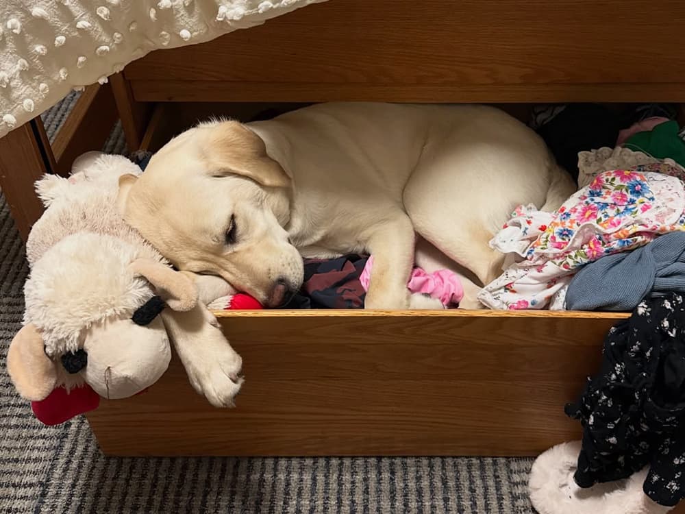 lab puppy asleep in a clothing drawer