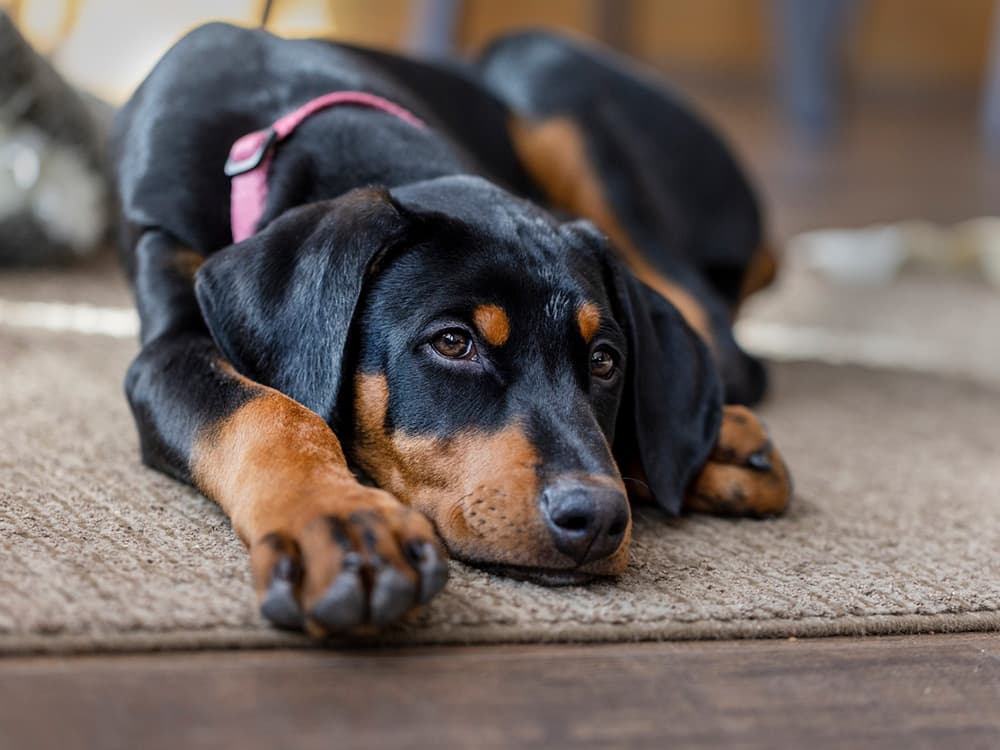 Why is Doberman Ear Cropping Still a Thing?