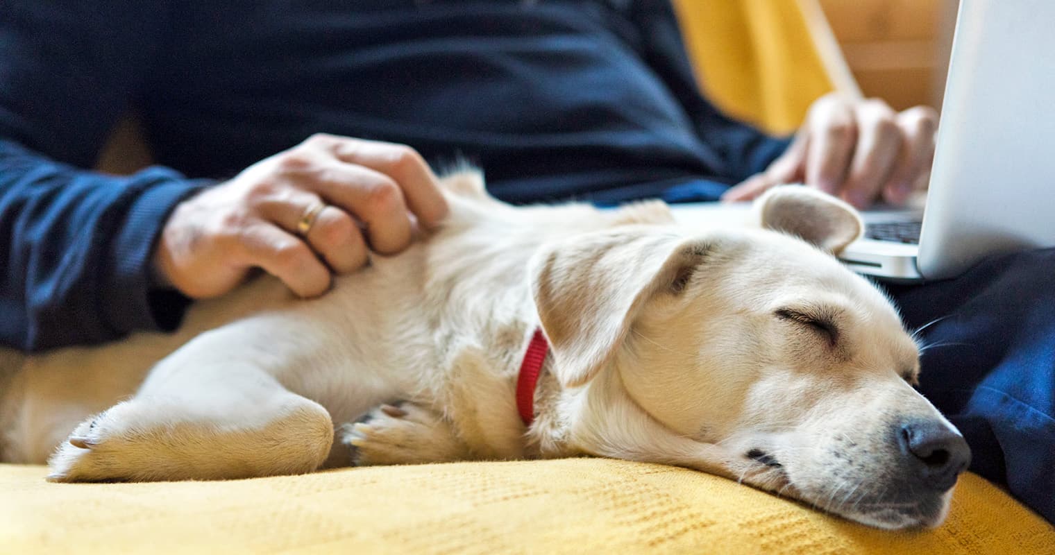 How Can I Find a Home for My Labrador Retriever?