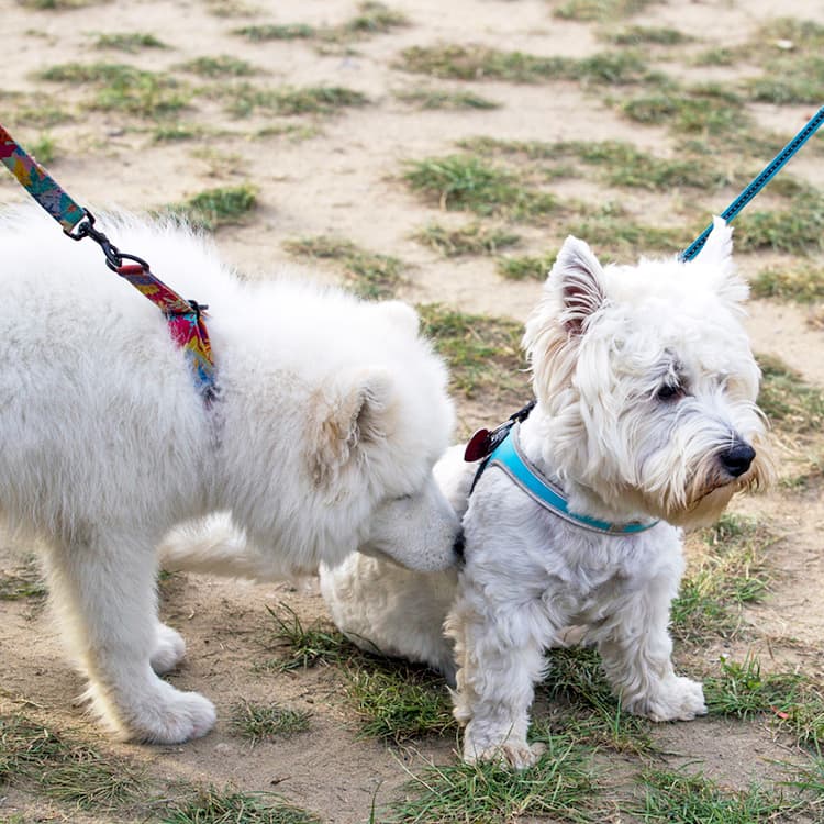 How to Introduce Dogs When One is Aggressive