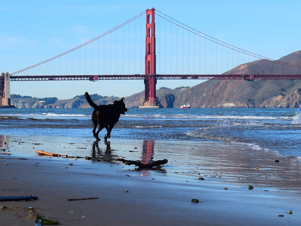 Dog-Friendly Must-Sees In San Francisco’s Presidio