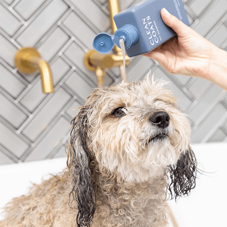 Clean Coats Shampoo For Sensitive Skin Is a Gift to Dog Parents’ Noses