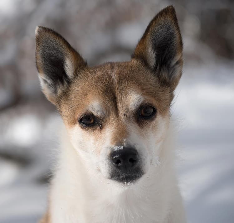 Brown and white Norwegian Lundehund in snow