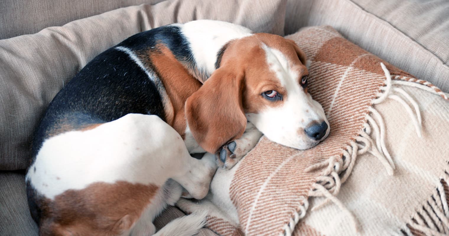 Understanding Sleep Startle Reflex in Dogs (and How to Help Them)