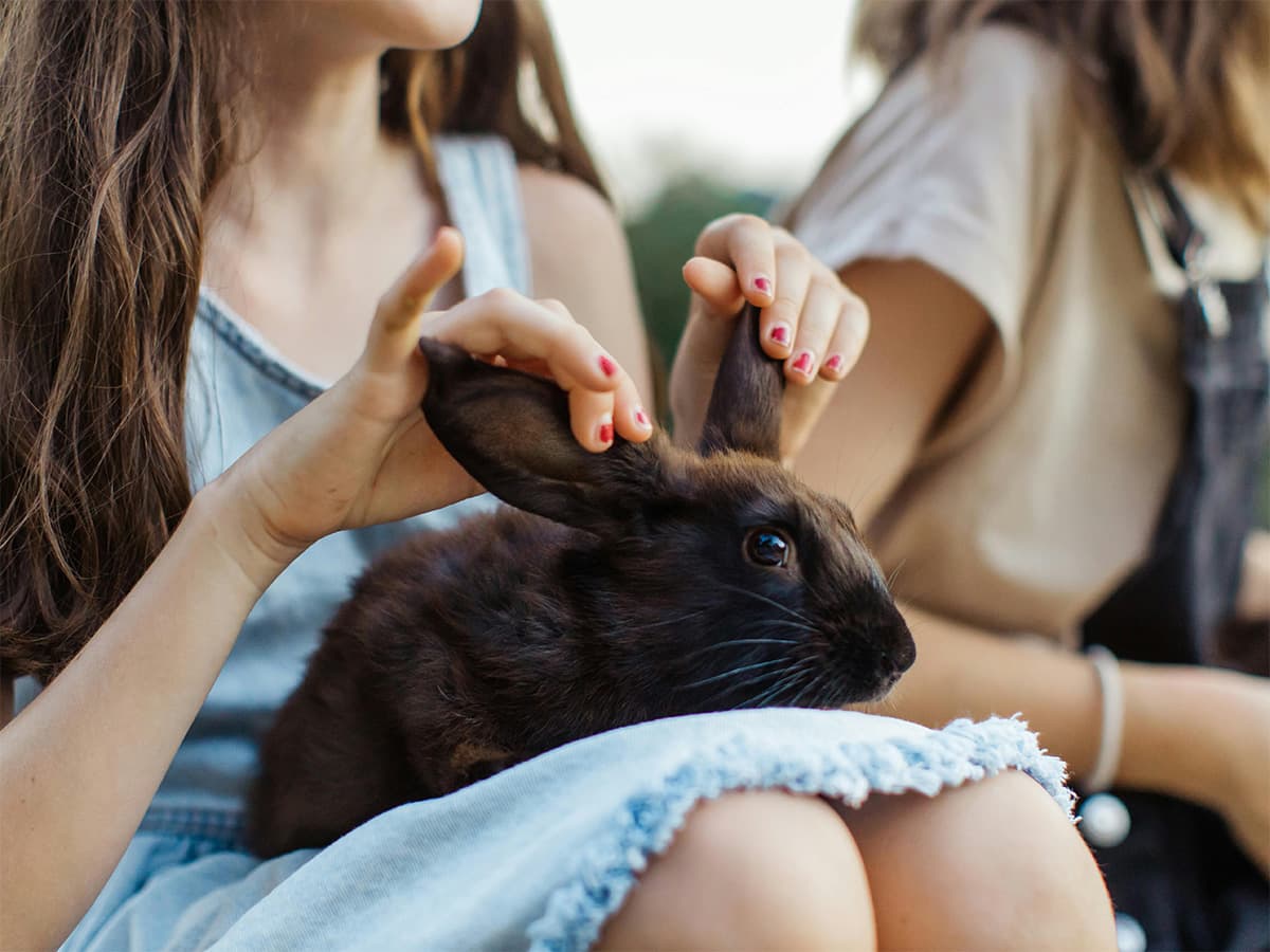 bunny in person's lap being petted