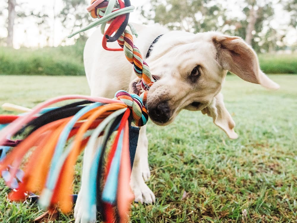 A labrador puppy plays with a brightly coloured rope toy