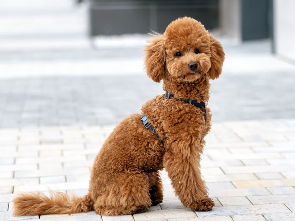 Mini Poodle on brick road