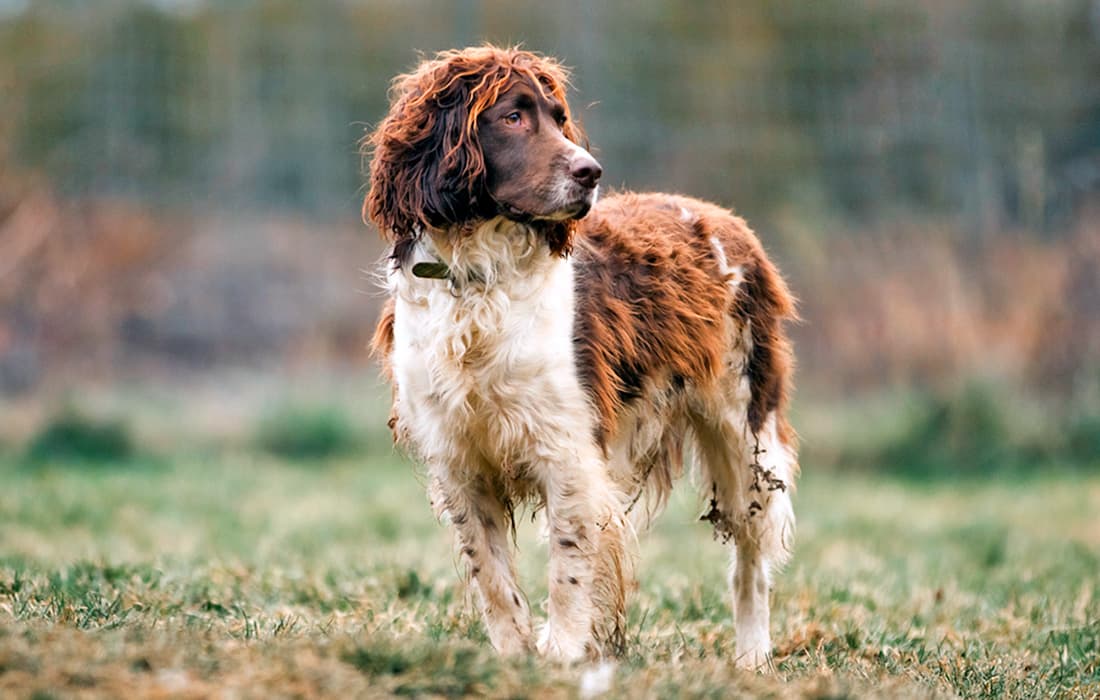 Liver roan Field Spaniel