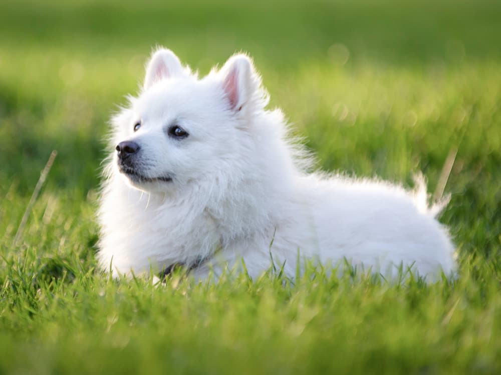 The American Eskimo Dog on green grass stock photo