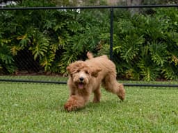 The Dirt on Dog-Proofing Your Yard