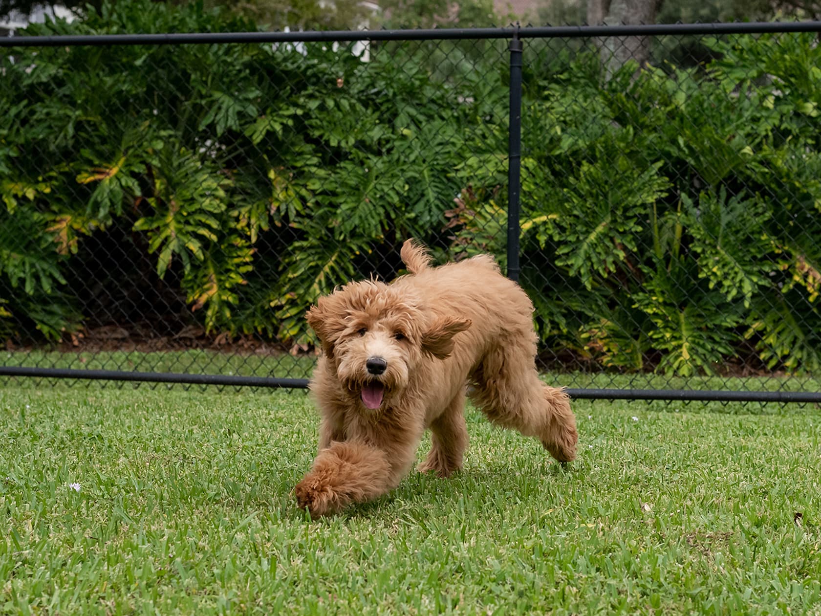 The Dirt on Dog-Proofing Your Yard