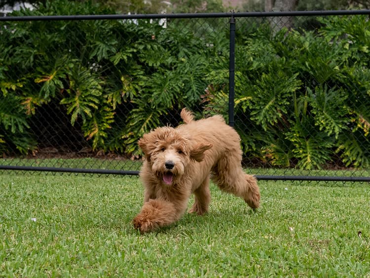 The Dirt on Dog-Proofing Your Yard
