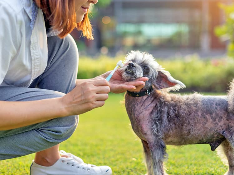 Is Homemade Dog Toothpaste Safe for Dogs?