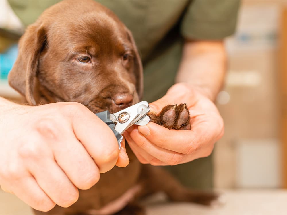 trimming pet dog nails
