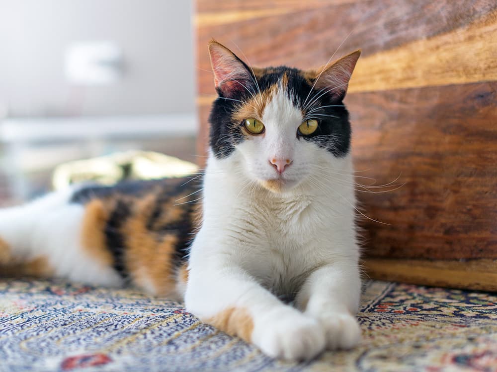 Calico Cat Relaxing on Persian Rug.