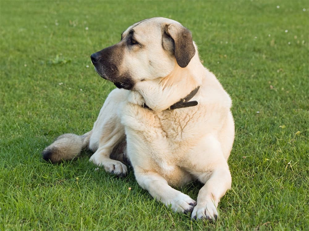 anatolian shepherd
